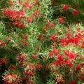 Grevillea juniperina - El Nou Garden