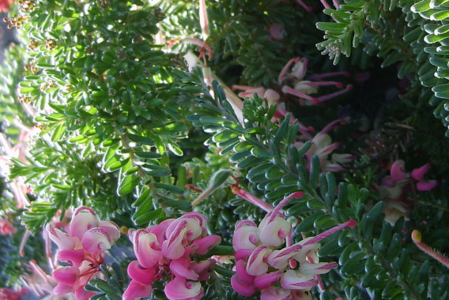 Grevillea Lanigera M. Tamboritha - El Nou Garden