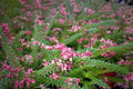 Grevillea Lanigera M. Tamboritha - El Nou Garden