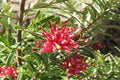 Grevillea Obtusifolia - El Nou Garden