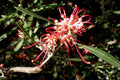 Grevillea Olivacea - El Nou Garden