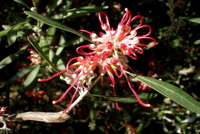 Grevillea Olivacea - El Nou Garden