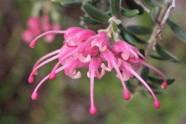Grevillea Pink Lady - El Nou Garden