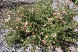 Grevillea Pink Lady - El Nou Garden