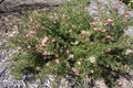 Grevillea Pink Lady - El Nou Garden