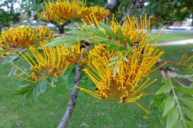 Grevillea robusta - Grevillea robusta - Árbol de fuego - El Nou Garden