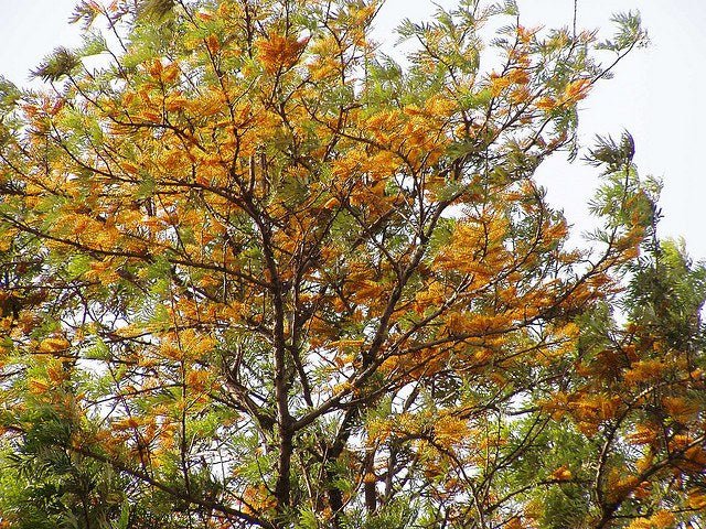Grevillea robusta - Grevillea robusta - Árbol de fuego - El Nou Garden