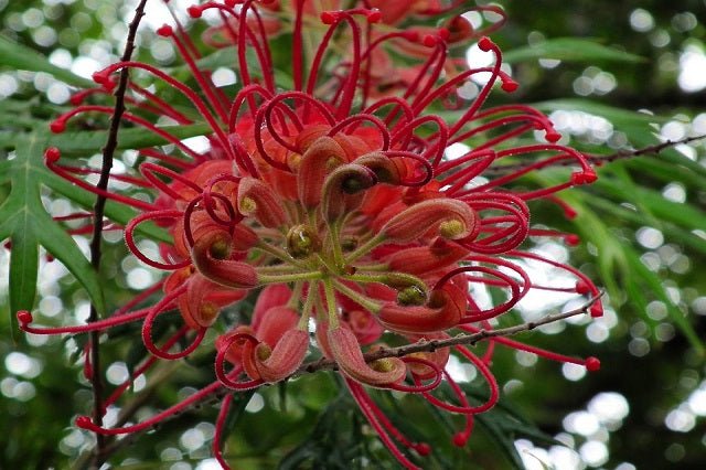Grevillea Robyn Gordon - El Nou Garden