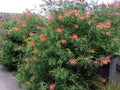 Grevillea Robyn Gordon - El Nou Garden