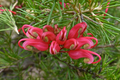 Grevillea Scarlet Sprite - El Nou Garden