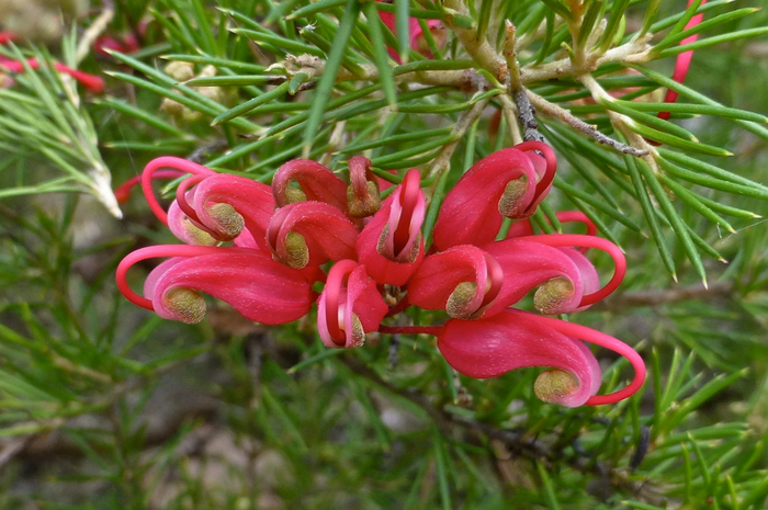 Grevillea Scarlet Sprite - El Nou Garden