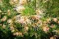 Grevillea Semperflorens - El Nou Garden
