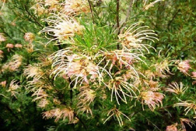 Grevillea Semperflorens - El Nou Garden
