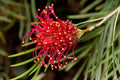 Grevillea Winpara Gem - Grevillea robusta - El Nou Garden