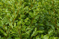 Griselinia - Griselinia littoralis - El Nou Garden