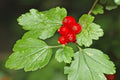 Grosella Alpina - Ribes alpinum - El Nou Garden