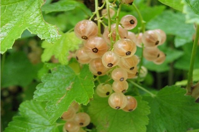 Grosella blanca - Ribes rubrum - El Nou Garden