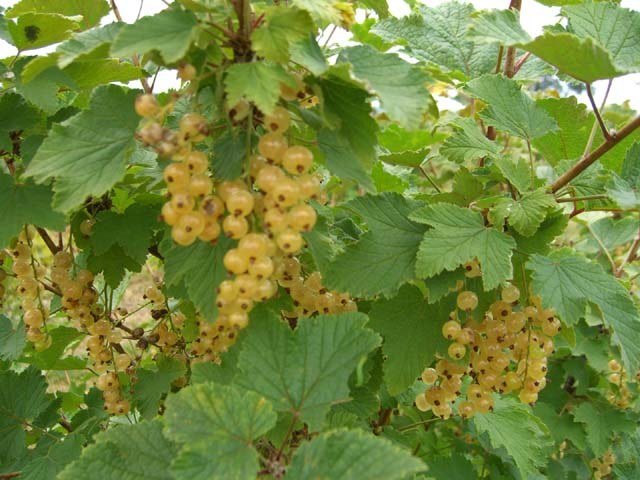 Grosella blanca - Ribes rubrum - El Nou Garden