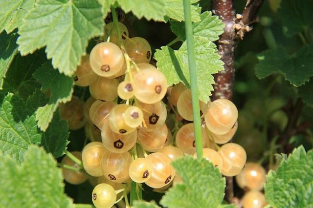 Grosella blanca Versaillaise blanche - Ribes rubrum - El Nou Garden
