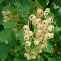 Grosella blanca Versaillaise blanche - Ribes rubrum - El Nou Garden