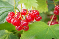 Grosella de roca - Ribes petraeum - El Nou Garden
