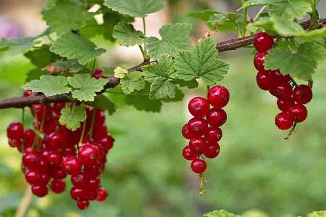 Grosella roja Jonkheer van Tets - Ribes rubrum - El Nou Garden