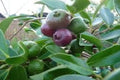 Guayabo del Perú - Psidium cattleianum - El Nou Garden