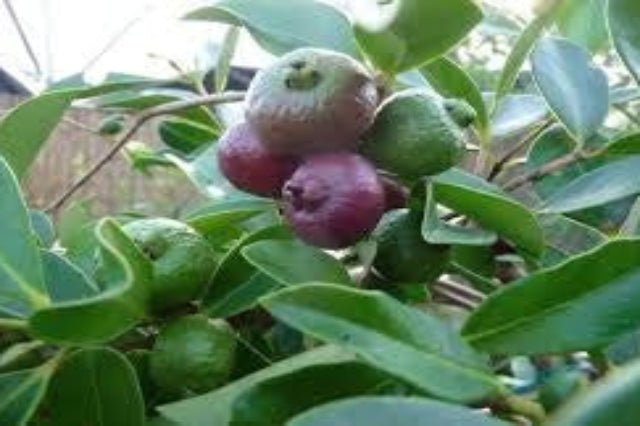 Guayabo del Perú - Psidium cattleianum - El Nou Garden