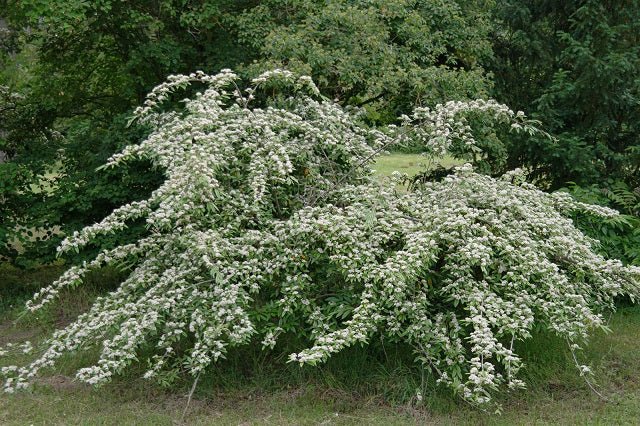 Guillomo - Cotoneaster salicifolius - Cotoneaster de hojas de sauce - El Nou Garden