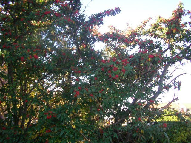 Guillomo - Cotoneaster salicifolius - Cotoneaster de hojas de sauce - El Nou Garden