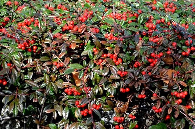 Guillomo rastrero - Cotoneaster salicifolius Repens - El Nou Garden