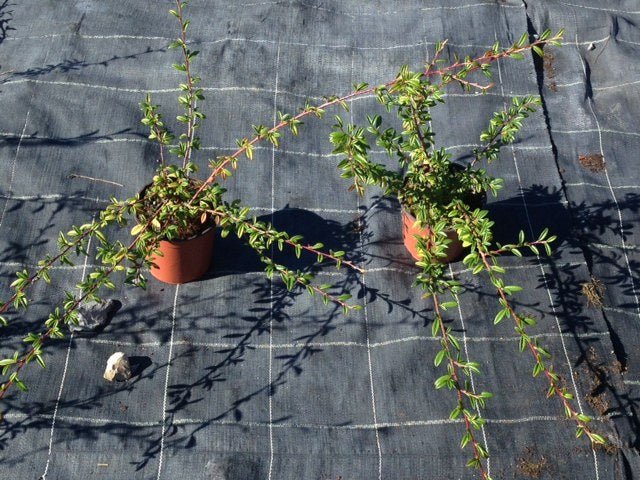 Guillomo rastrero - Cotoneaster salicifolius Repens - El Nou Garden