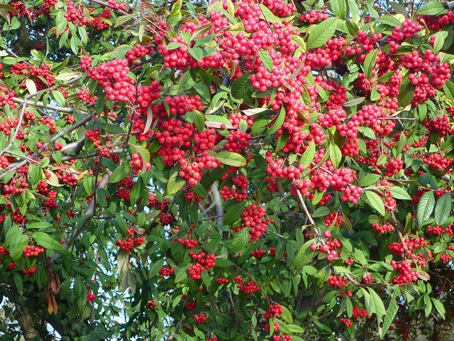 Guillomo rastrero - Cotoneaster salicifolius Repens - El Nou Garden