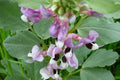Haba - Vicia faba - El Nou Garden