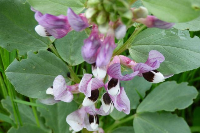 Haba - Vicia faba - El Nou Garden