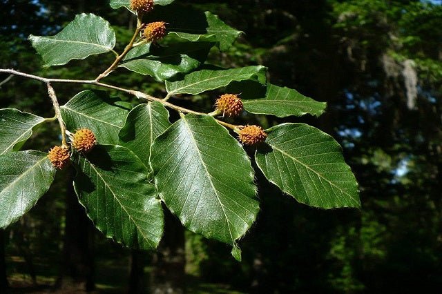 Haya americana - Fagus grandifolia - El Nou Garden