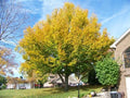 Haya americana - Fagus grandifolia - El Nou Garden