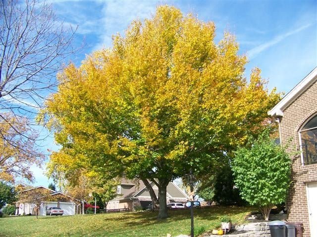 Haya americana - Fagus grandifolia - El Nou Garden