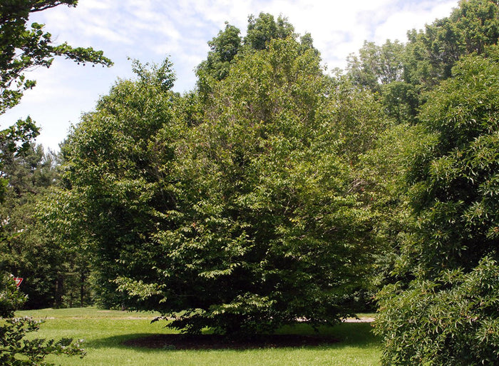 Haya americana - Fagus grandifolia - El Nou Garden