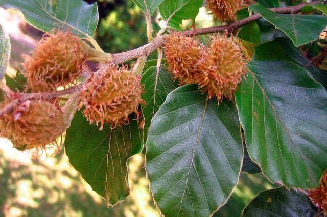 Haya común - Fagus sylvatica - El Nou Garden