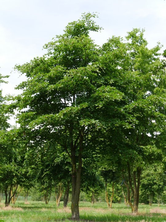 Haya común - Fagus sylvatica - El Nou Garden
