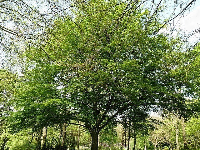 Haya común - Fagus sylvatica - El Nou Garden