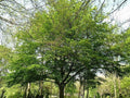 Haya común - Fagus sylvatica - El Nou Garden