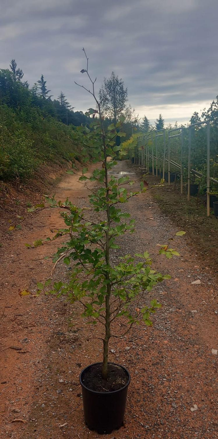 Haya común - Fagus sylvatica - El Nou Garden