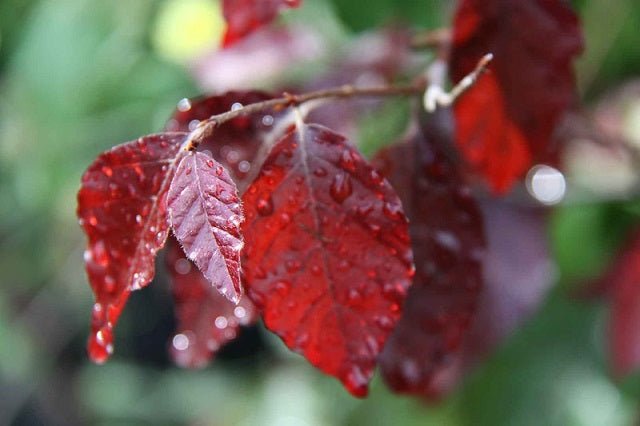 Haya común Atropurpurea - Fagus sylvatica Atropurpurea - El Nou Garden