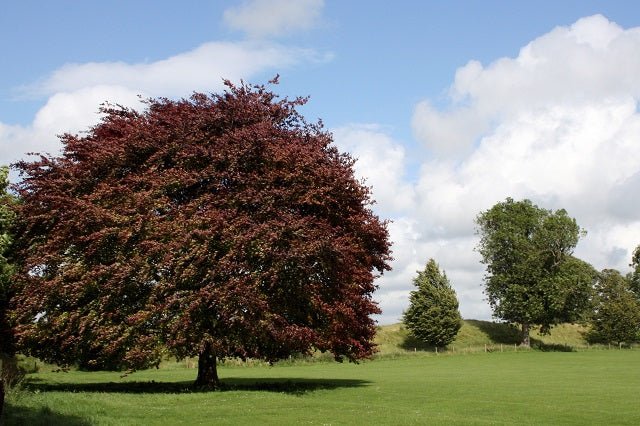 Haya común Atropurpurea - Fagus sylvatica Atropurpurea - El Nou Garden