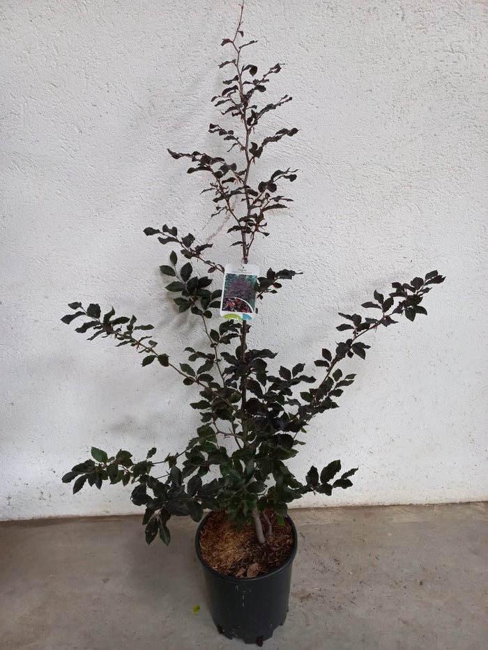 Haya común Atropurpurea - Fagus sylvatica Atropurpurea - El Nou Garden