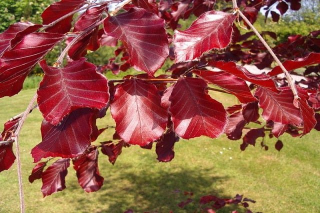 Haya común Atropurpurea + Boletos - El Nou Garden