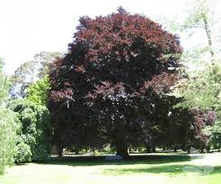 Haya común Atropurpurea + Boletos - El Nou Garden
