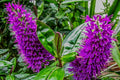 Hebe anderson - Hebe x andersonii - El Nou Garden